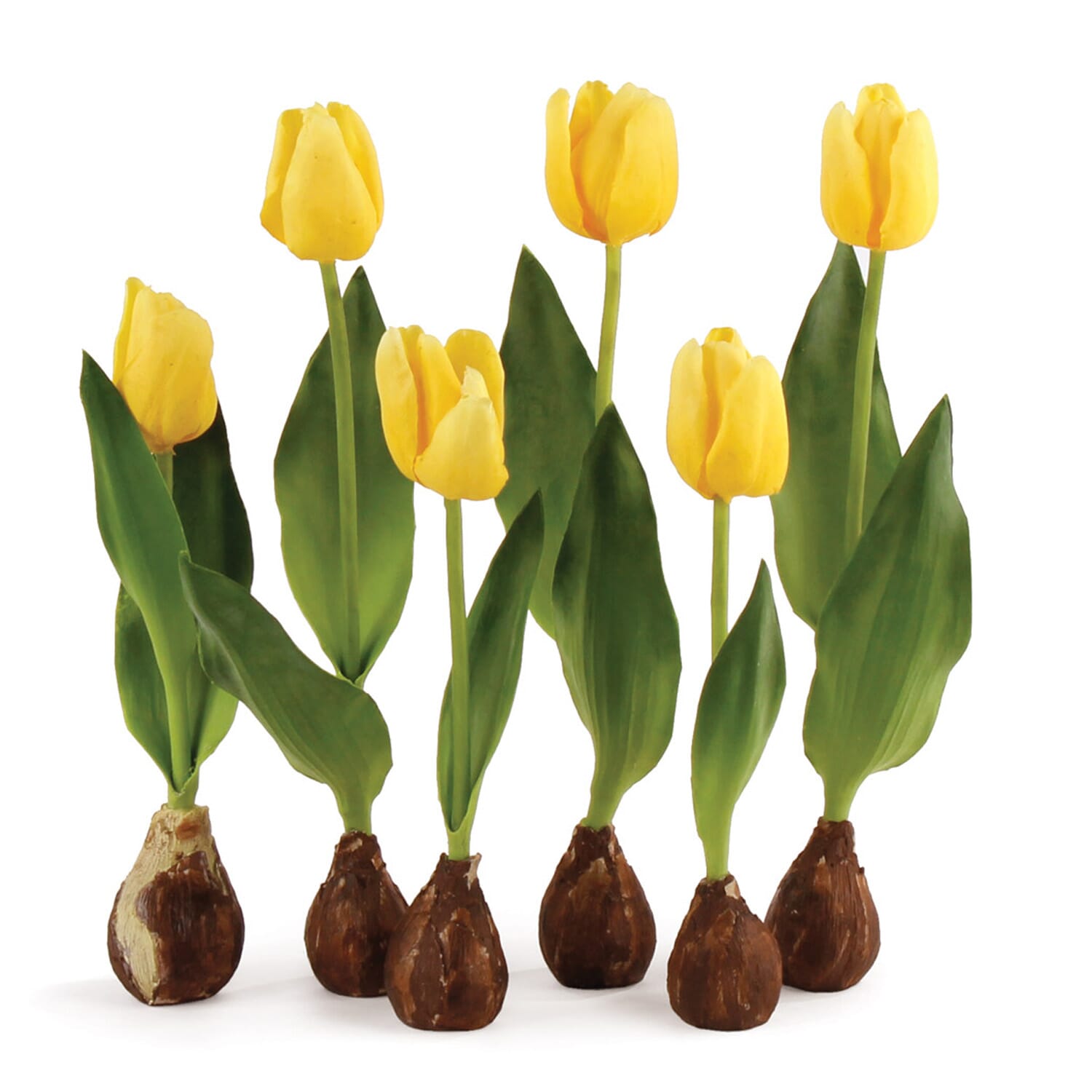 Yellow Tulip Bulb