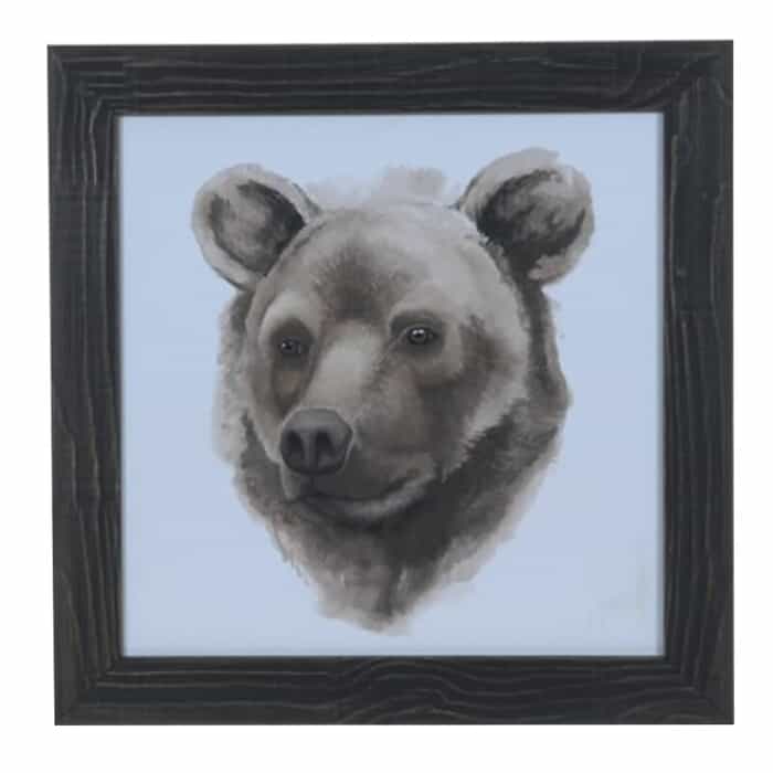 Bear Animal Picture